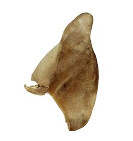 Raw Dog Barkery Freeze-Dried Pig  Ear