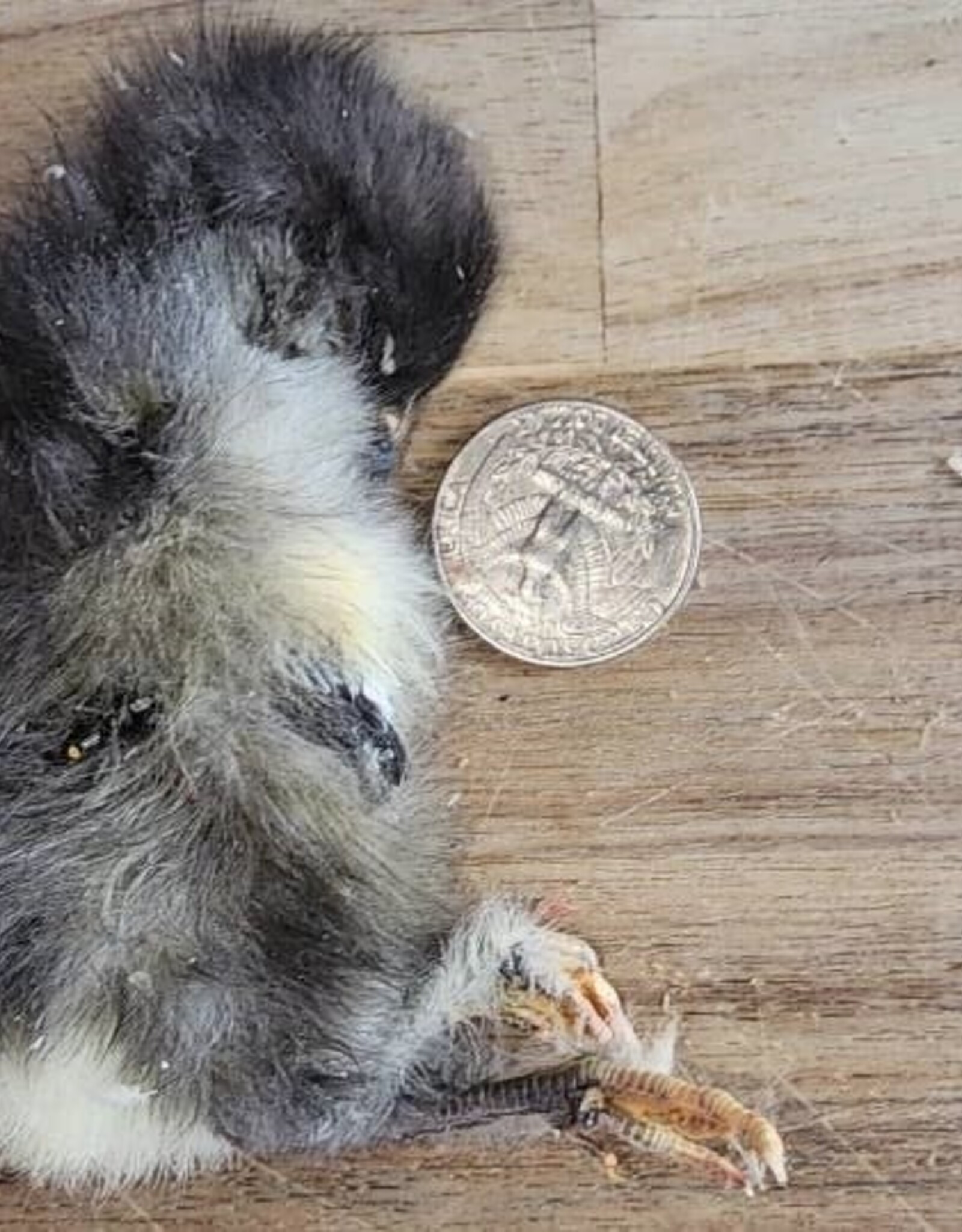Freeze-Dried Chicks