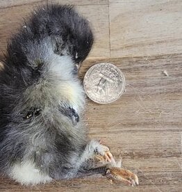 Freeze-Dried Chicks
