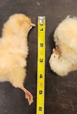 Freeze-Dried Chicks Freeze-Dried Chicks
