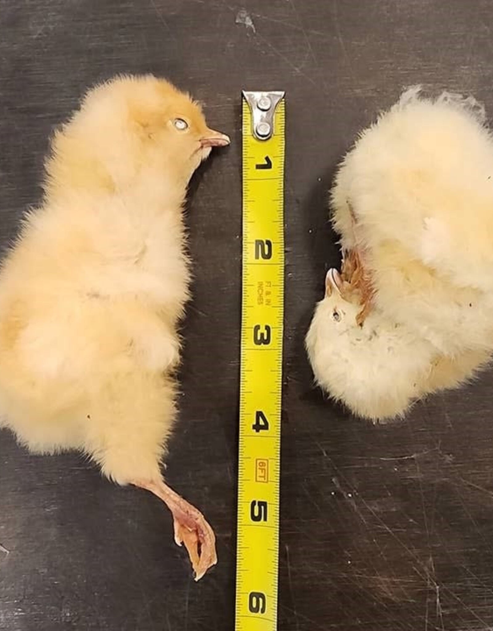 Freeze-Dried Chicks