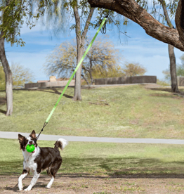 JollyPet Tree Tugger Large