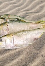 Freeze-Dried Menhaden Fish