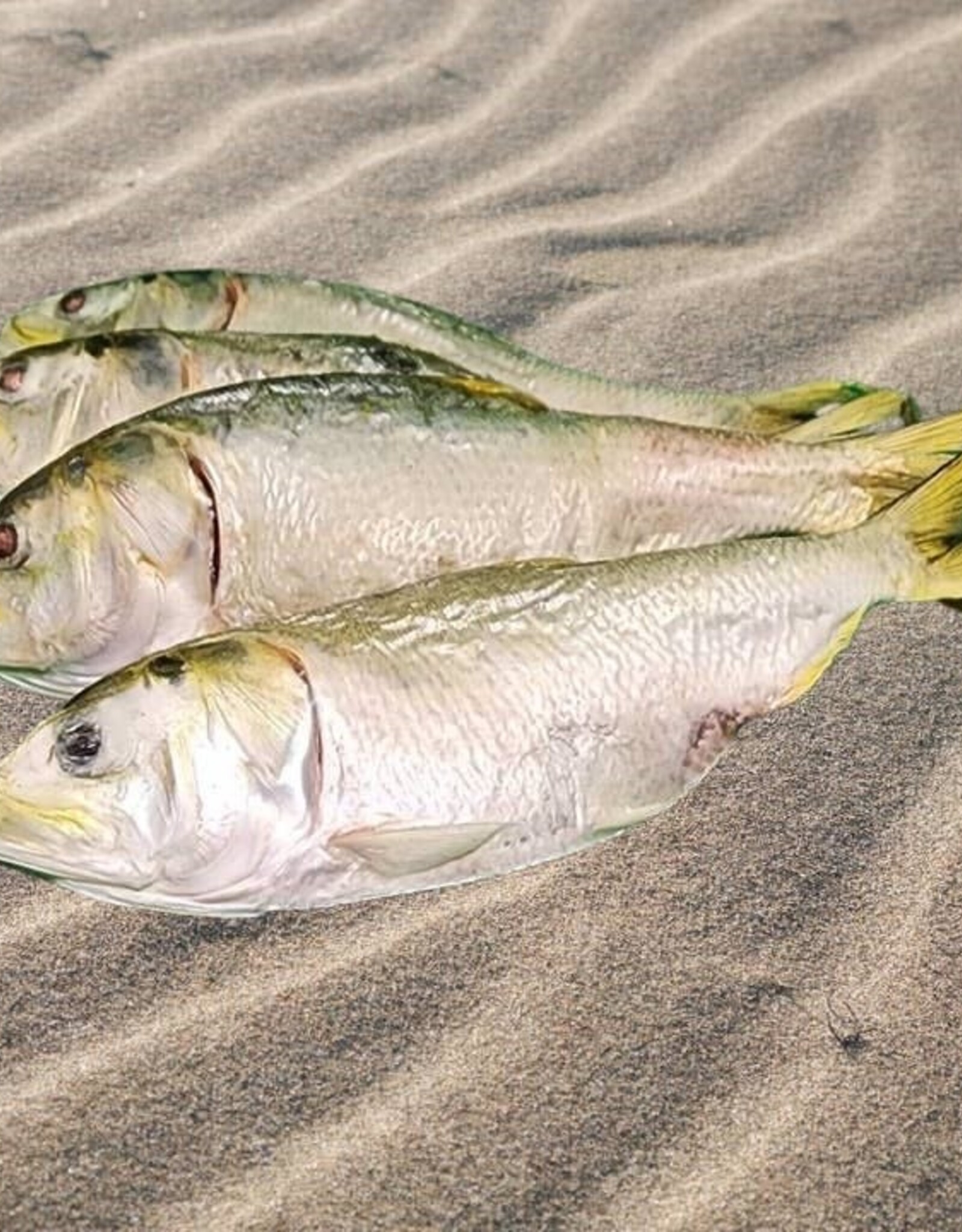 Freeze-Dried Menhaden Fish