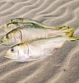 Freeze-Dried Menhaden Fish