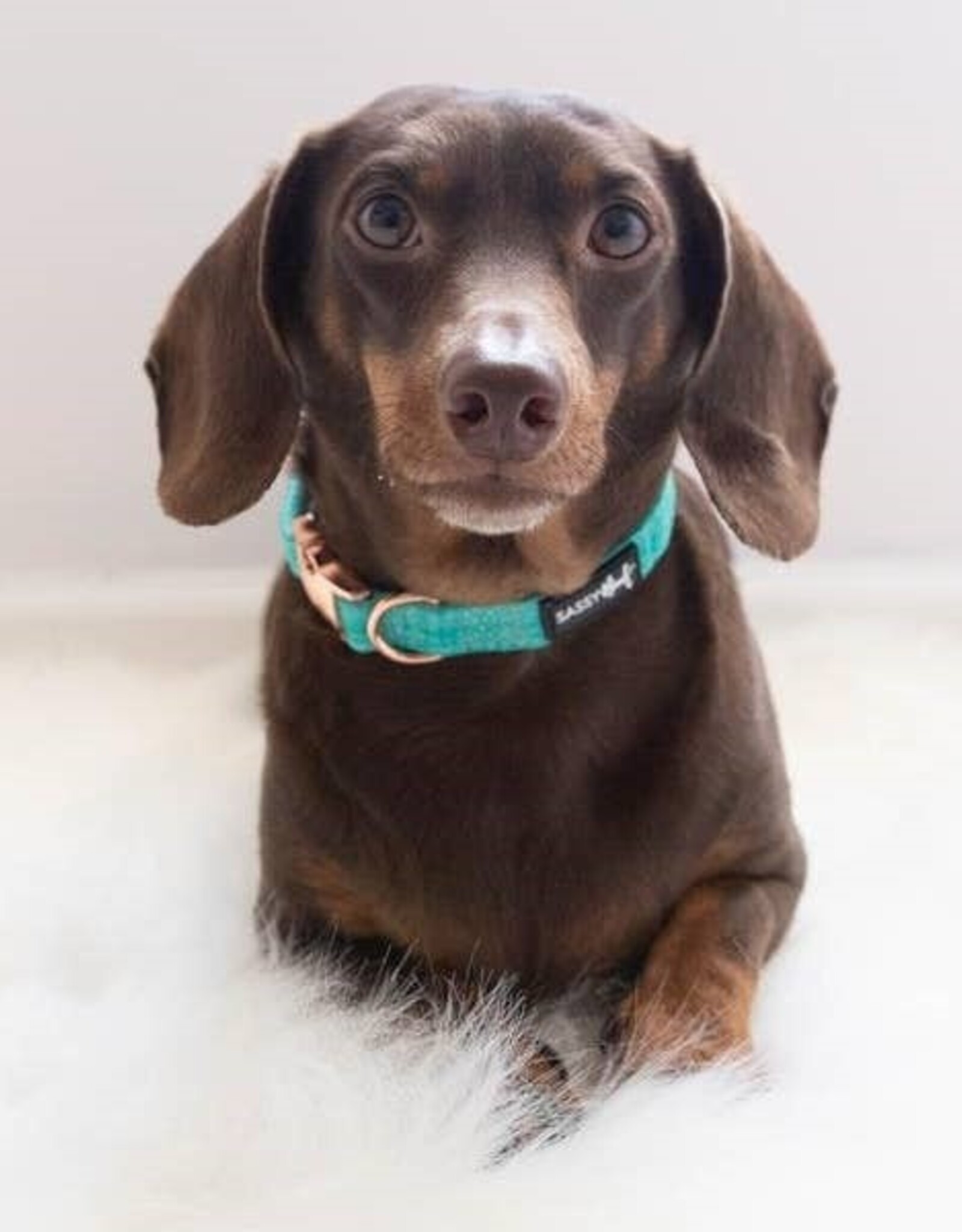 Sassy Woof Sassy Woof Wag Your Teal Adjustable Dog Collar