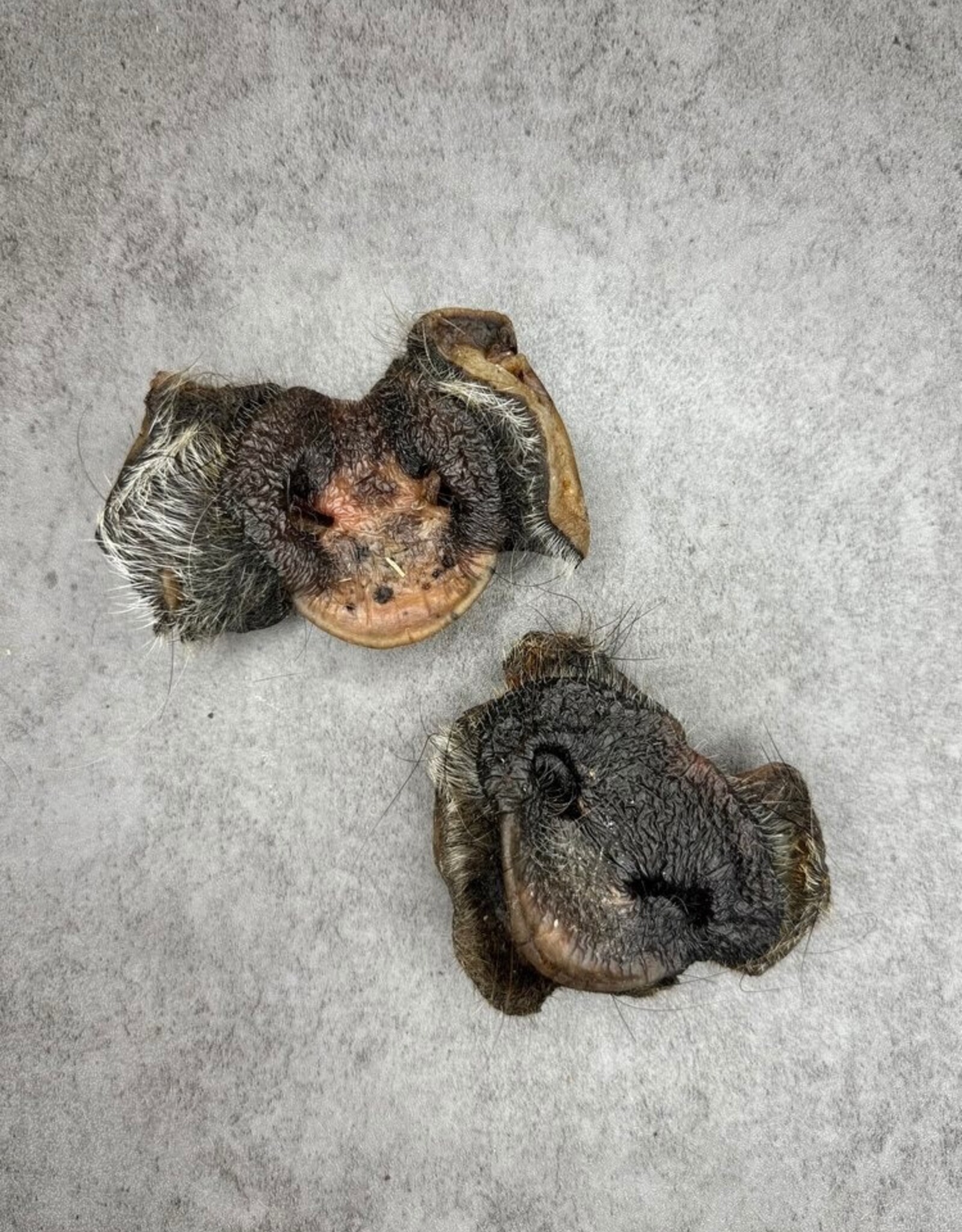 Happy Valley Hounds Happy Valley Hounds Pig Snout