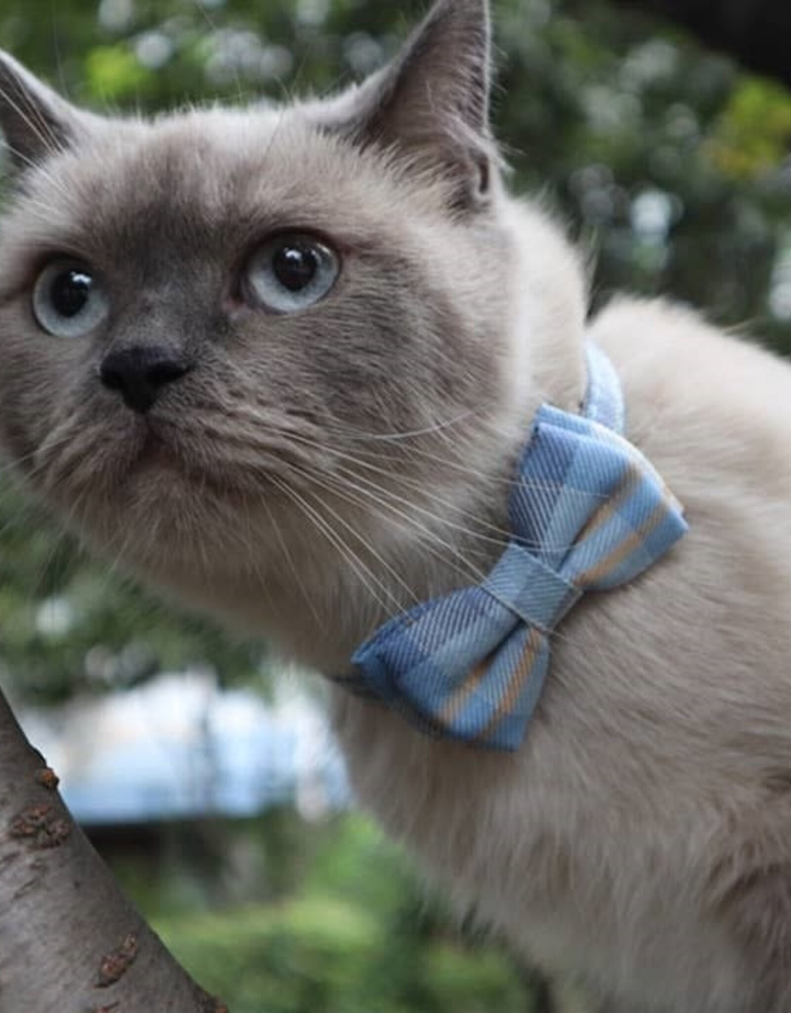 Cheerhunting British Plaid Bowtie Cat Collar