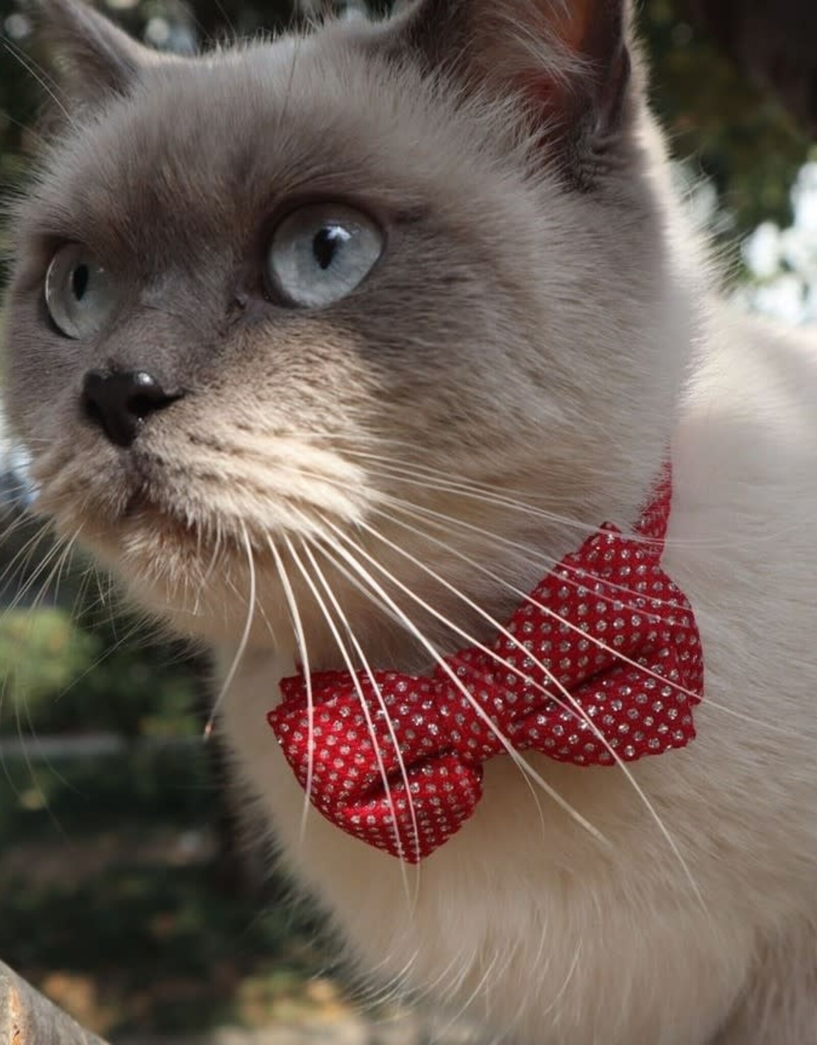 Cheerhunting Glitter Bell Cat Collar