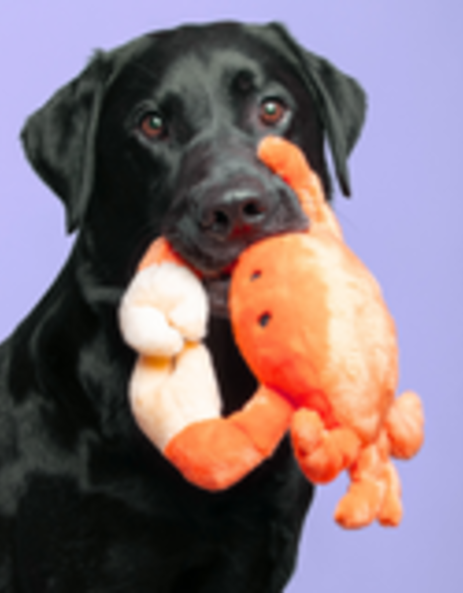 Fluff & Tuff Fluff & Tuff Phyllis Crab