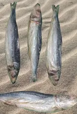 Freeze-Dried Sardines Single