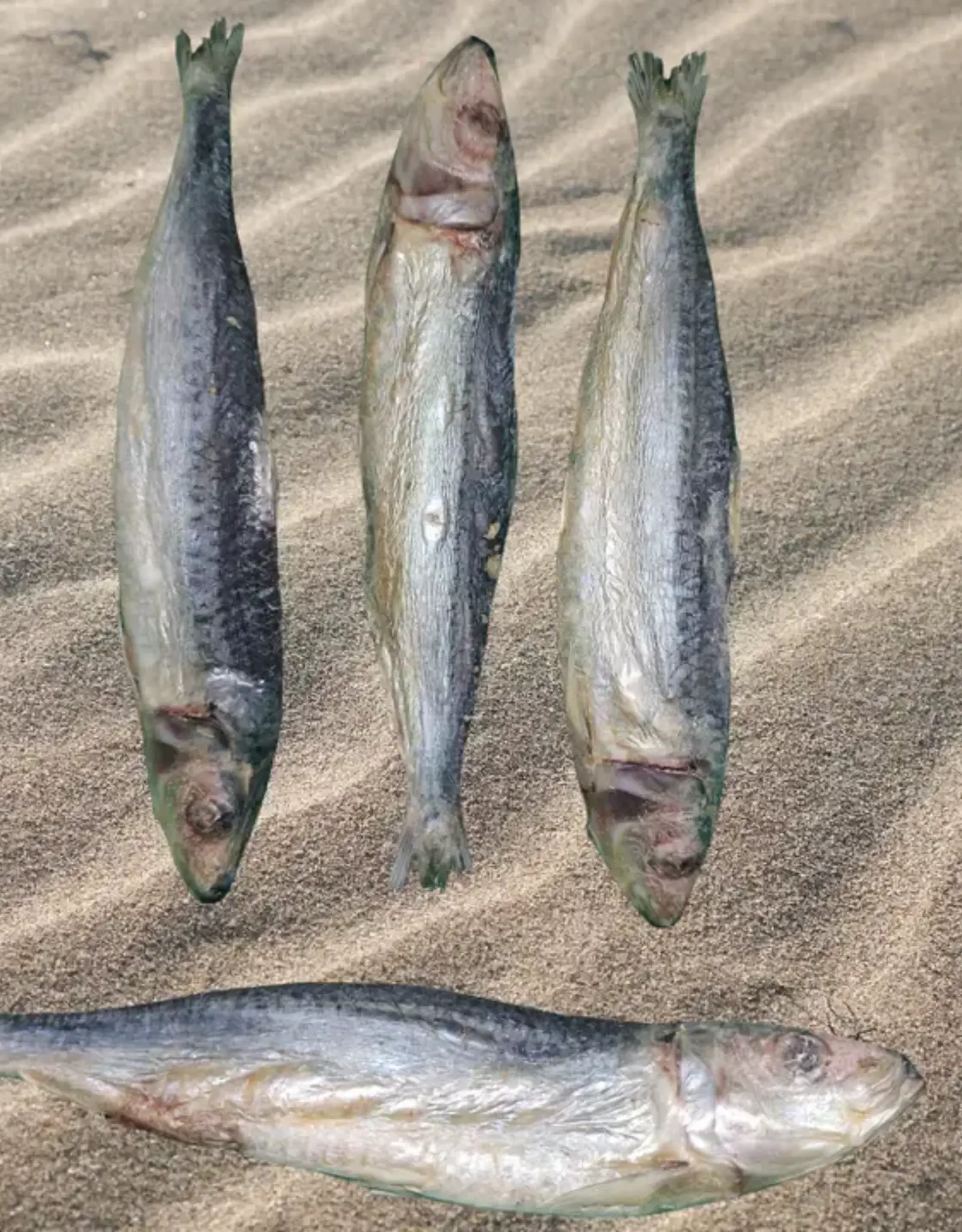 Freeze-Dried Sardines Single