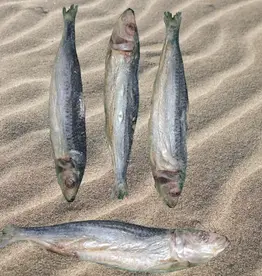 Freeze-Dried Sardines Single
