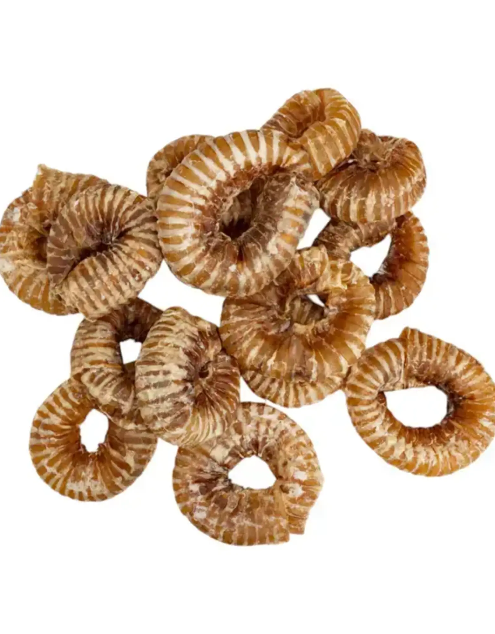 Dehydrated Trachea Ring