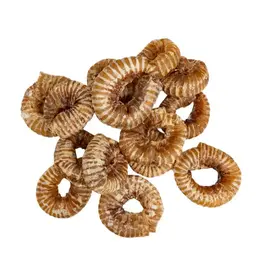 Dehydrated Trachea Ring