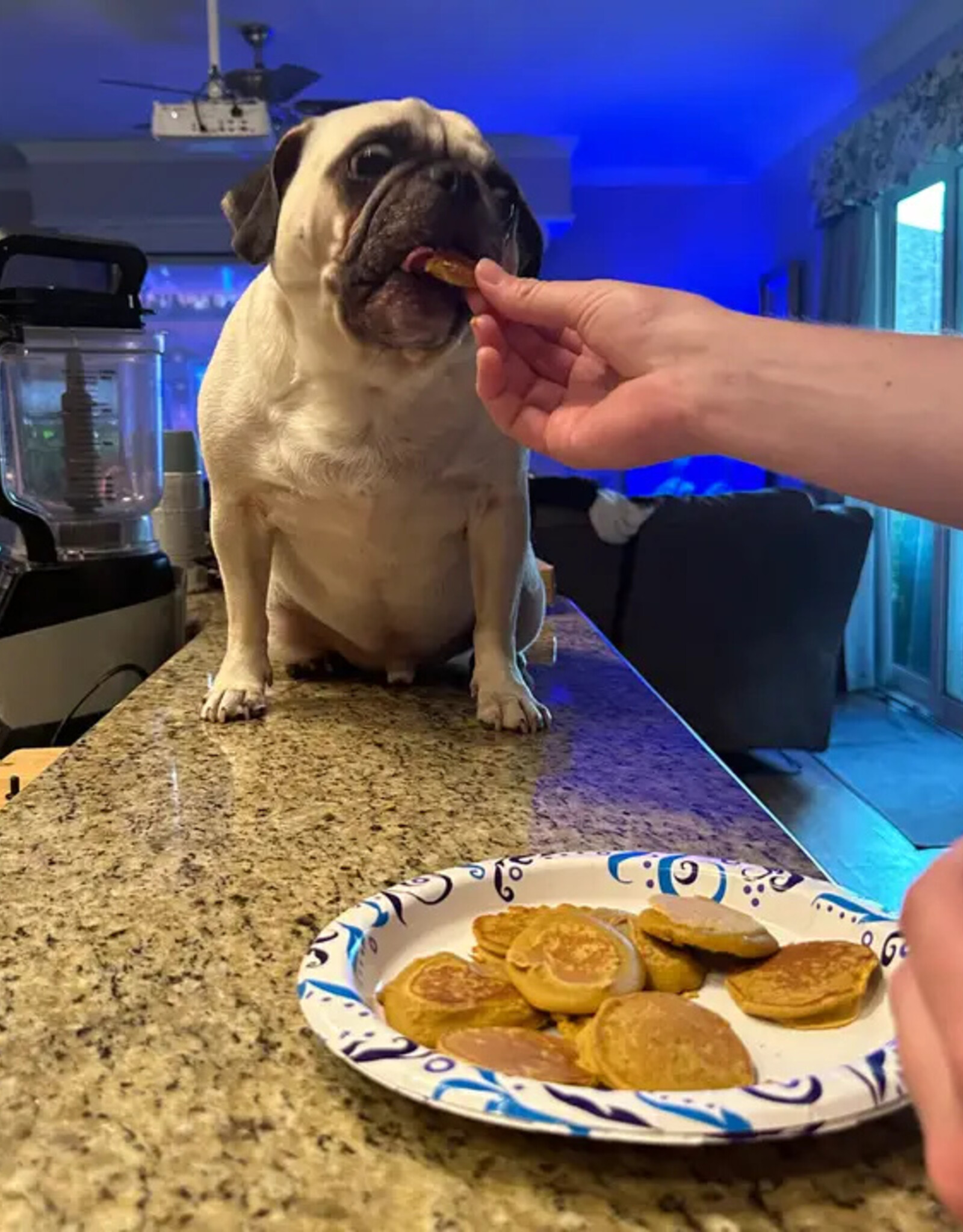 Rondi's Kitchen Organic Superfood Pancake Mix For Dogs Chicken & Blueberry