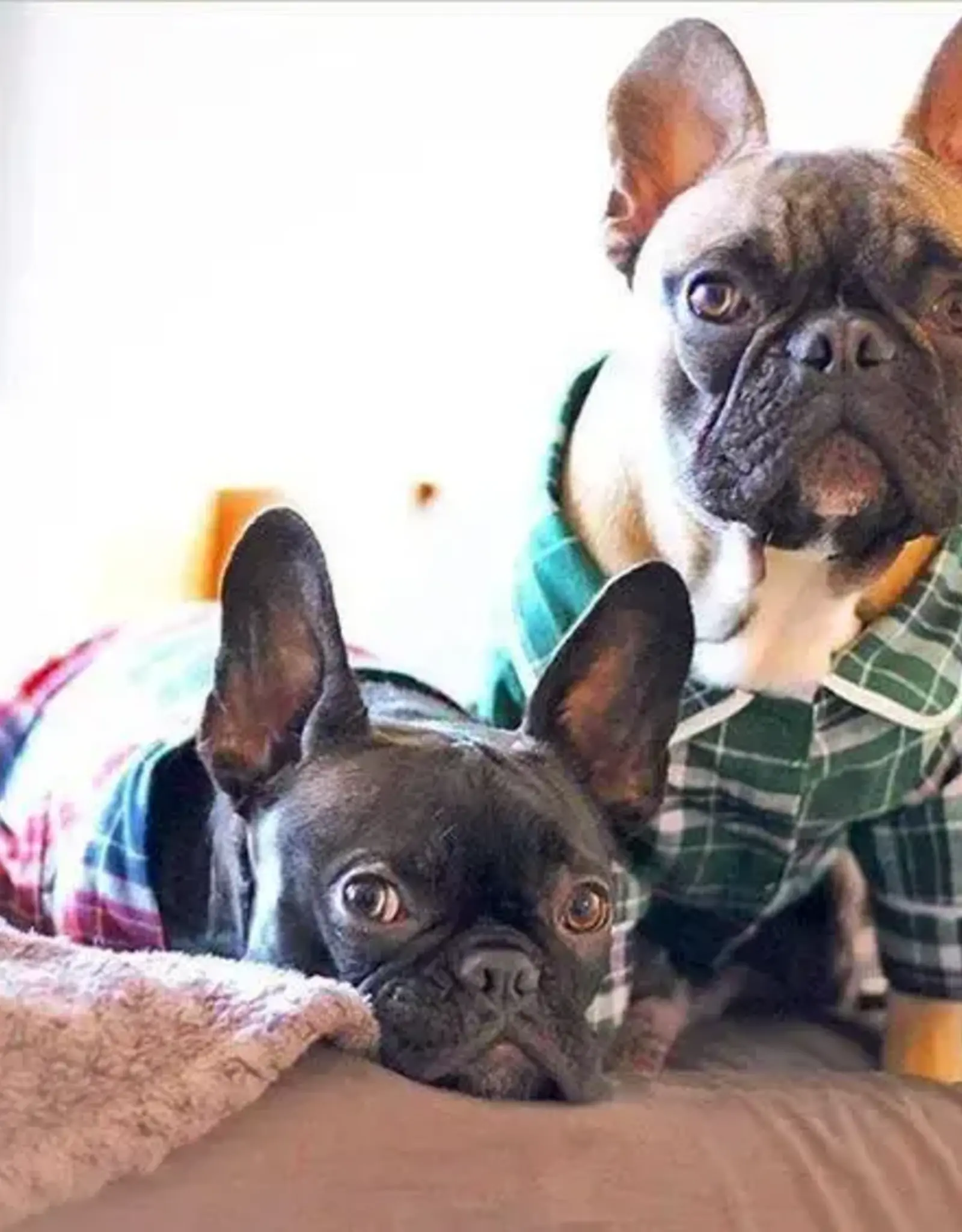 Fabdog Plaid Dog Pajamas