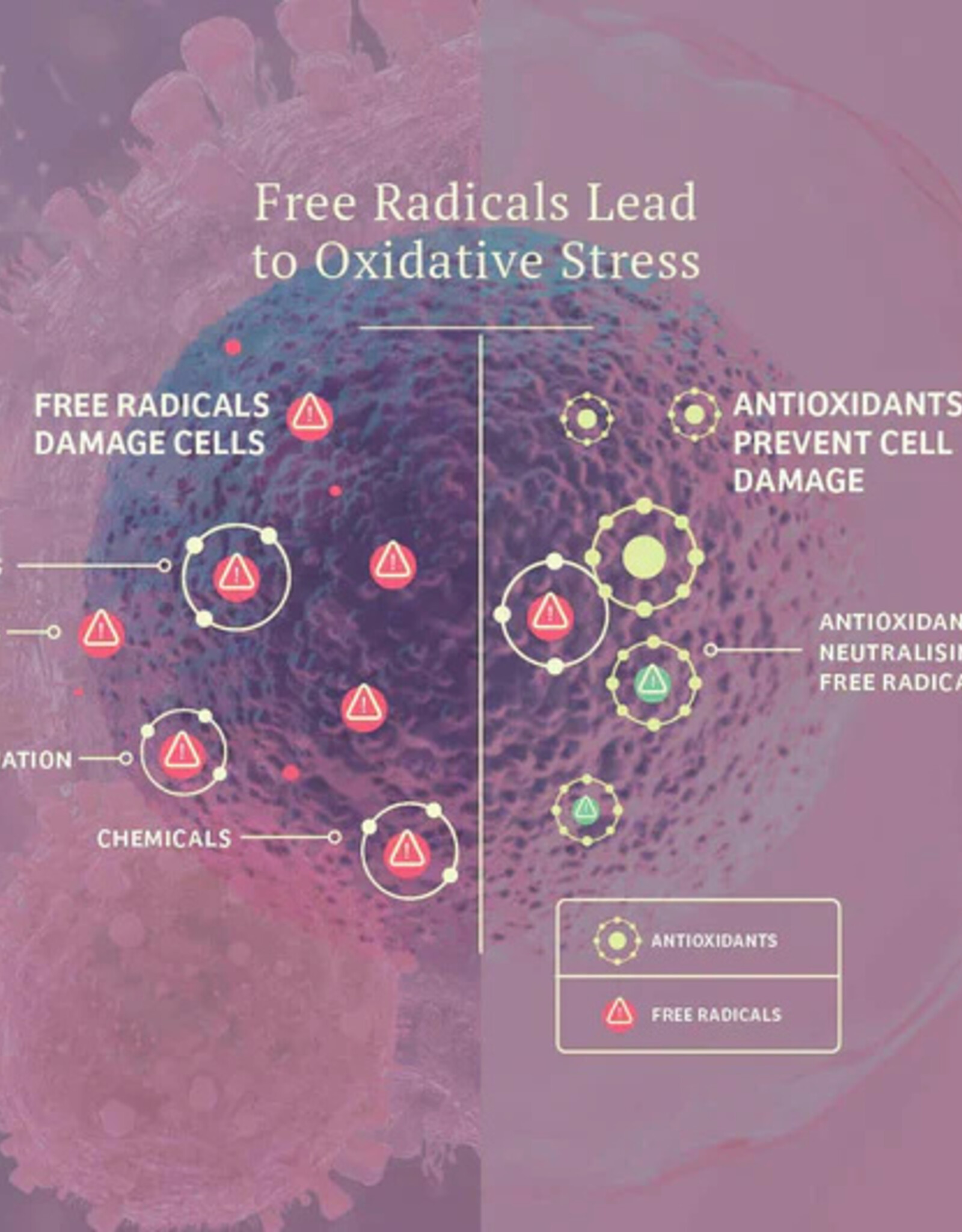 Adored Beasts Apothecary Adored Beasts Vital Defense | Cellular Support