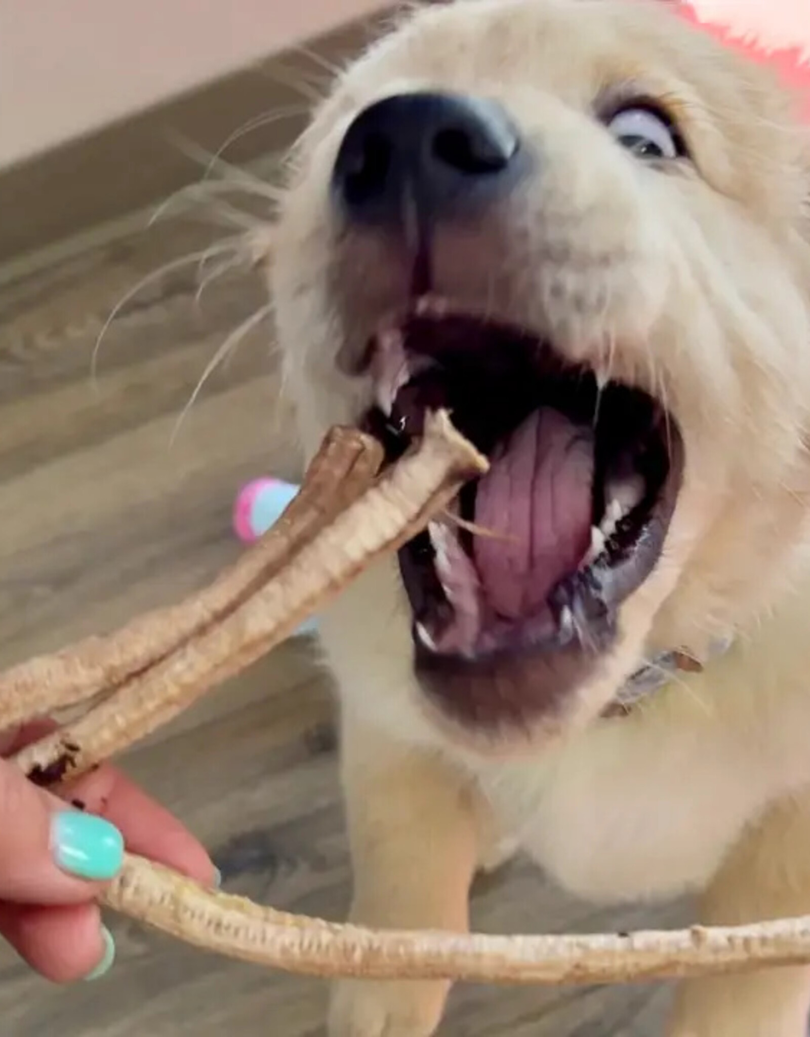 Freeze-Dried Duck Tracheas 20 Pack