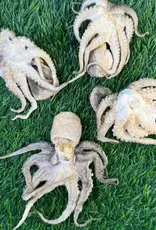 Freeze-Dried Baby Octopus Freeze-Dried Baby Octopus