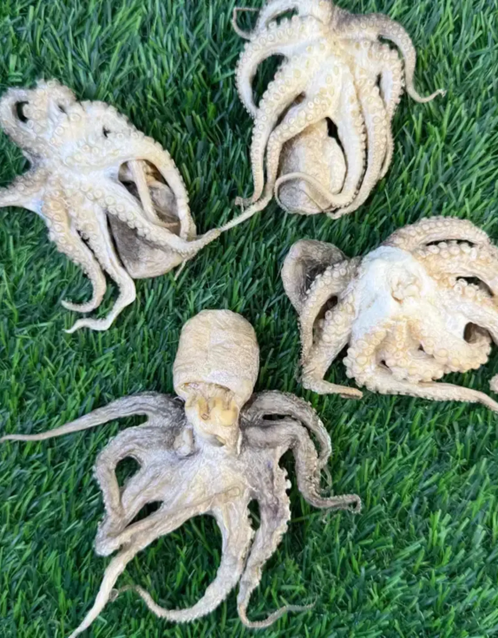 Freeze-Dried Baby Octopus