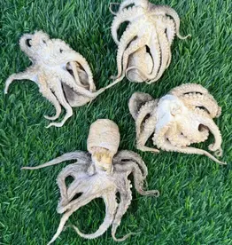 Freeze-Dried Baby Octopus