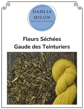 Dahlia Milon Textile Dahlia Milon - Fleurs Séchées Gaude des Teinturiers