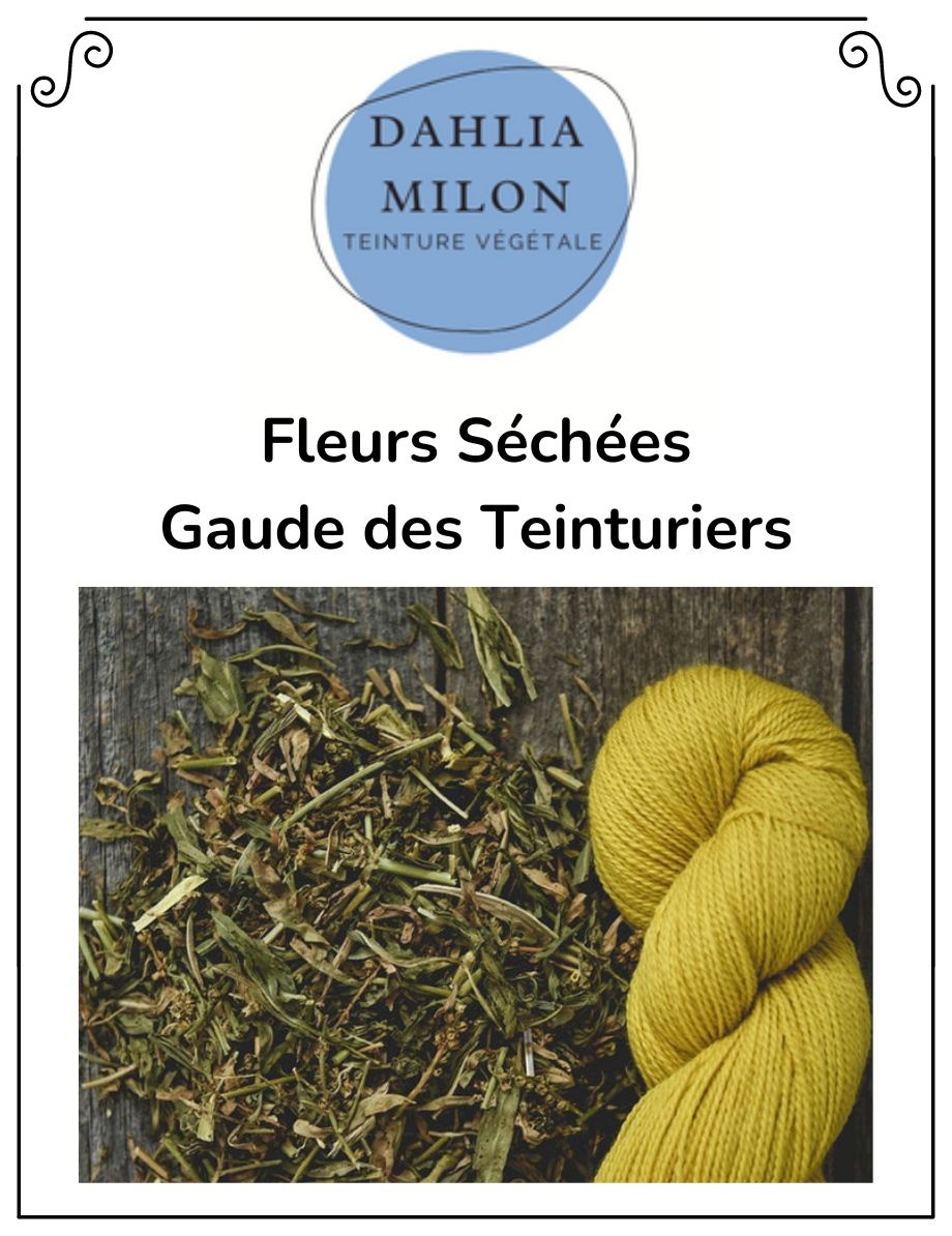 Dahlia Milon Textile Dahlia Milon - Fleurs Séchées Gaude des Teinturiers