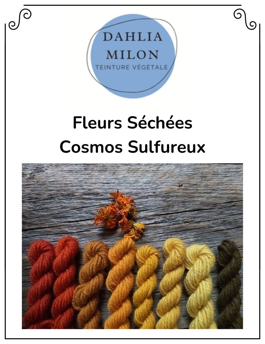 Dahlia Milon Textile Dahlia Milon - Fleurs Séchées Cosmos Sulfureux