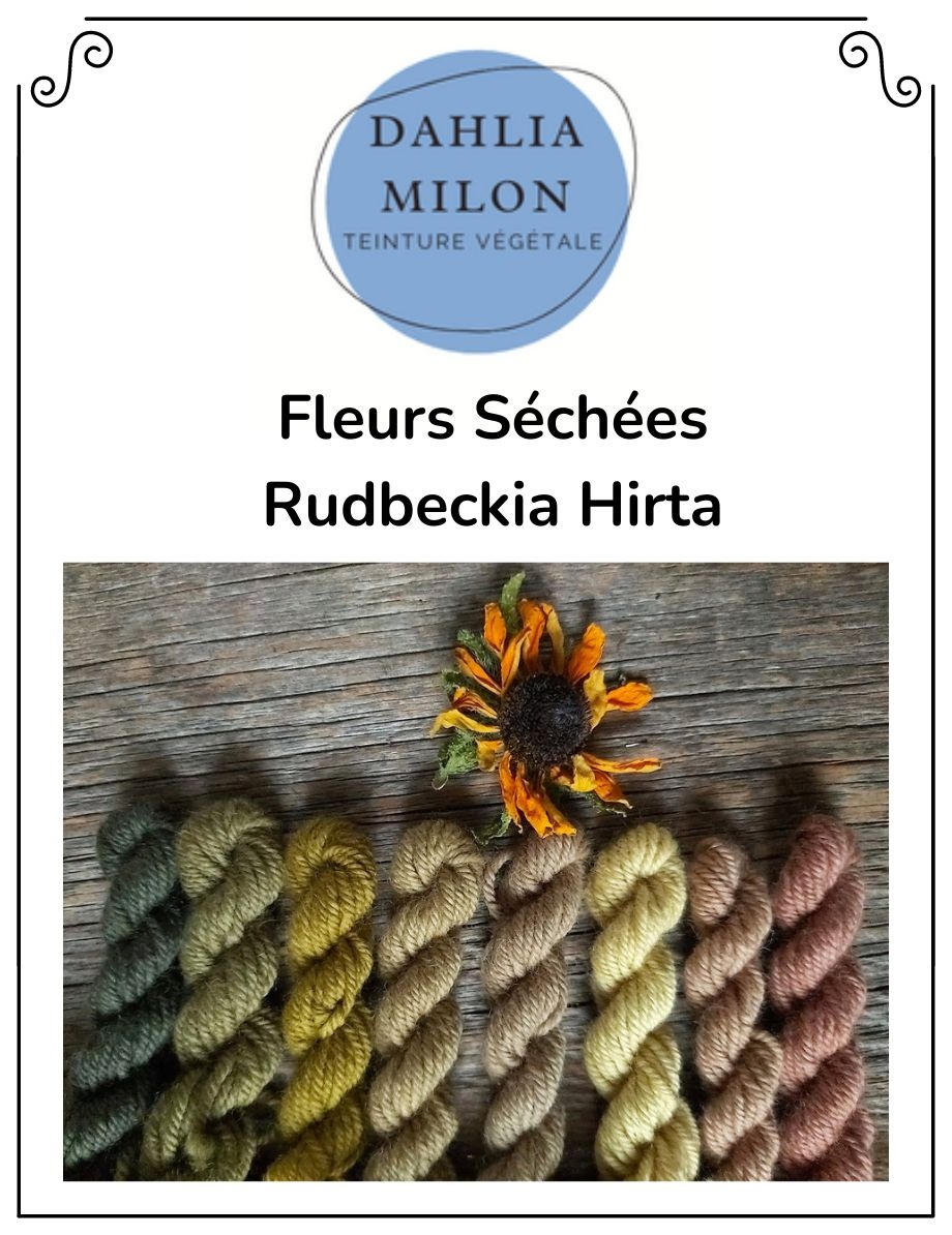 Dahlia Milon Textile Dahlia Milon - Fleurs Séchées Rudbeckia Hirta