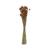 Creative Co-Op Dried Natural Canary Grass Bunch, Sienna Color