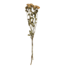 Creative Co-Op Dried Natural Rose Stem Bunch