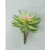 Flowering Succulent