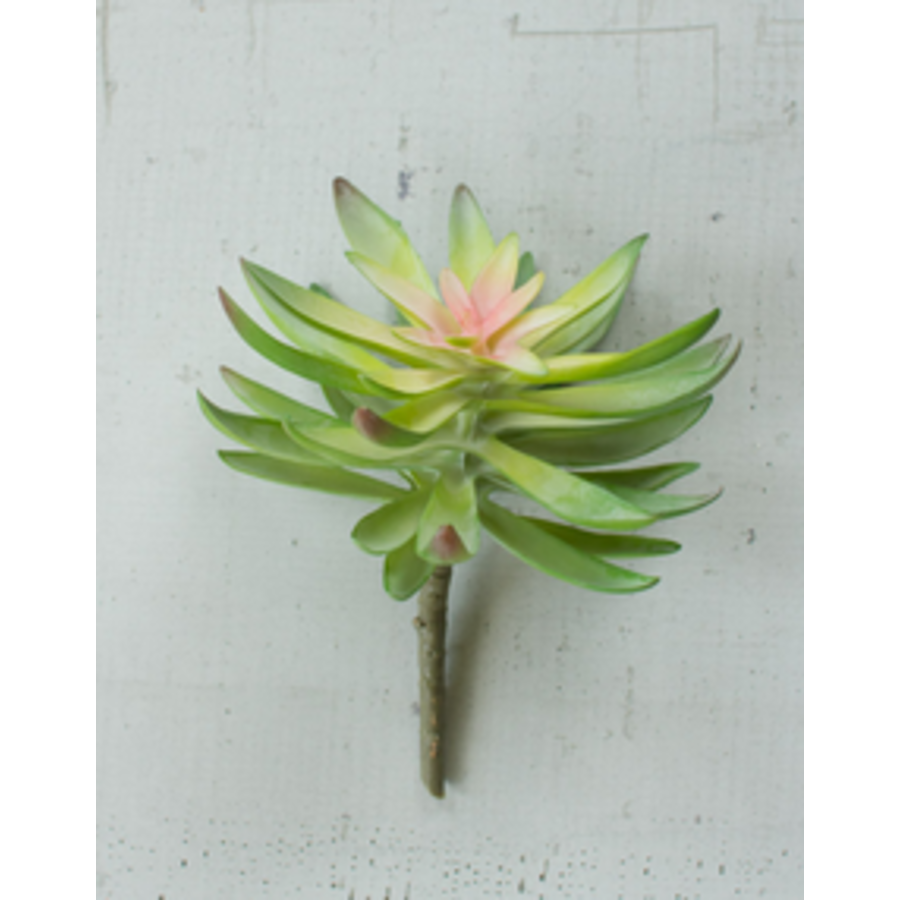 Flowering Succulent