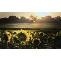 Sunflower Field 16"x24" Photo Board