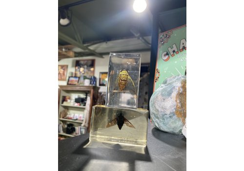  Wichita Resin Co. Resin Cicada Small 