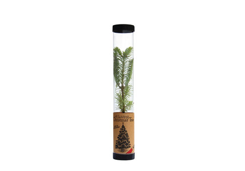  The Jonsteen Company Living Christmas Tree - Seed Grow Kit - Balsam Fir 
