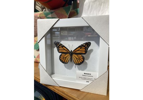  The Hatchery Butterfly Farm Framed Butterflies 