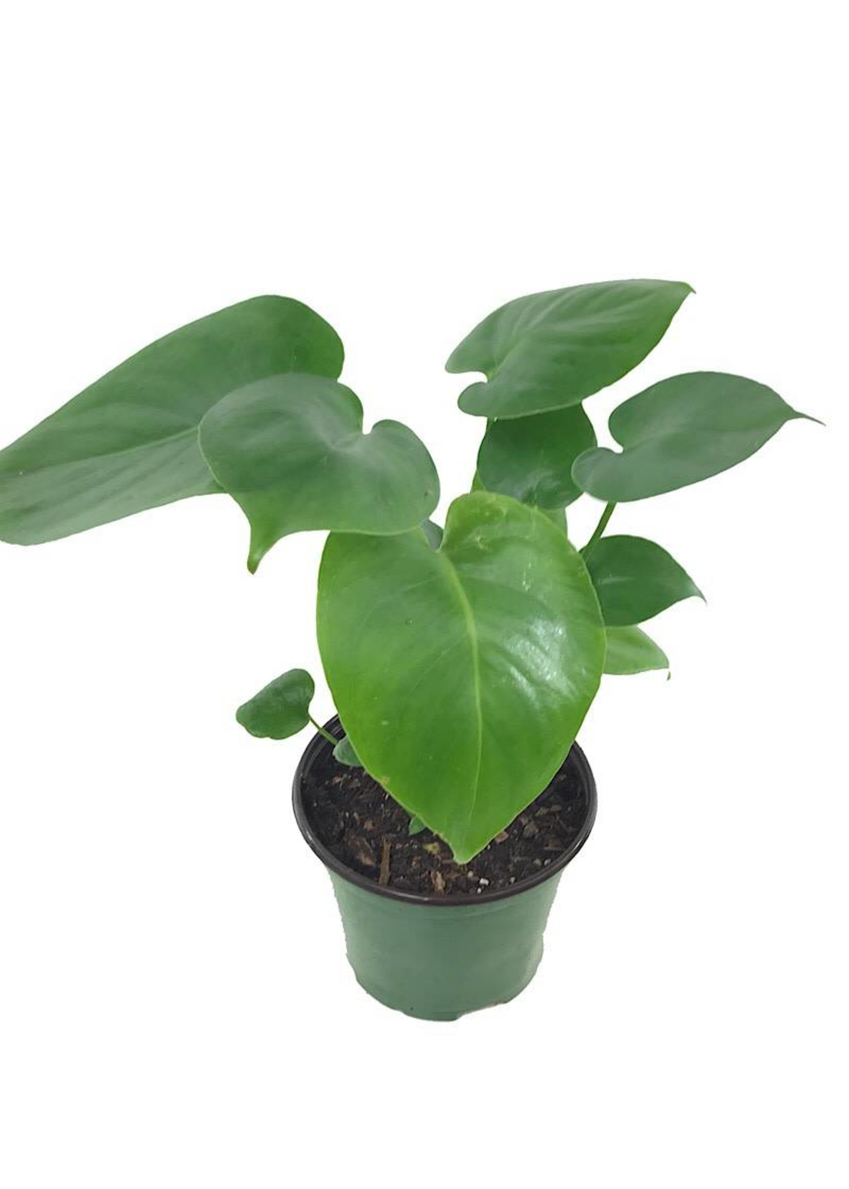 Monstera deliciosa 6 Inch