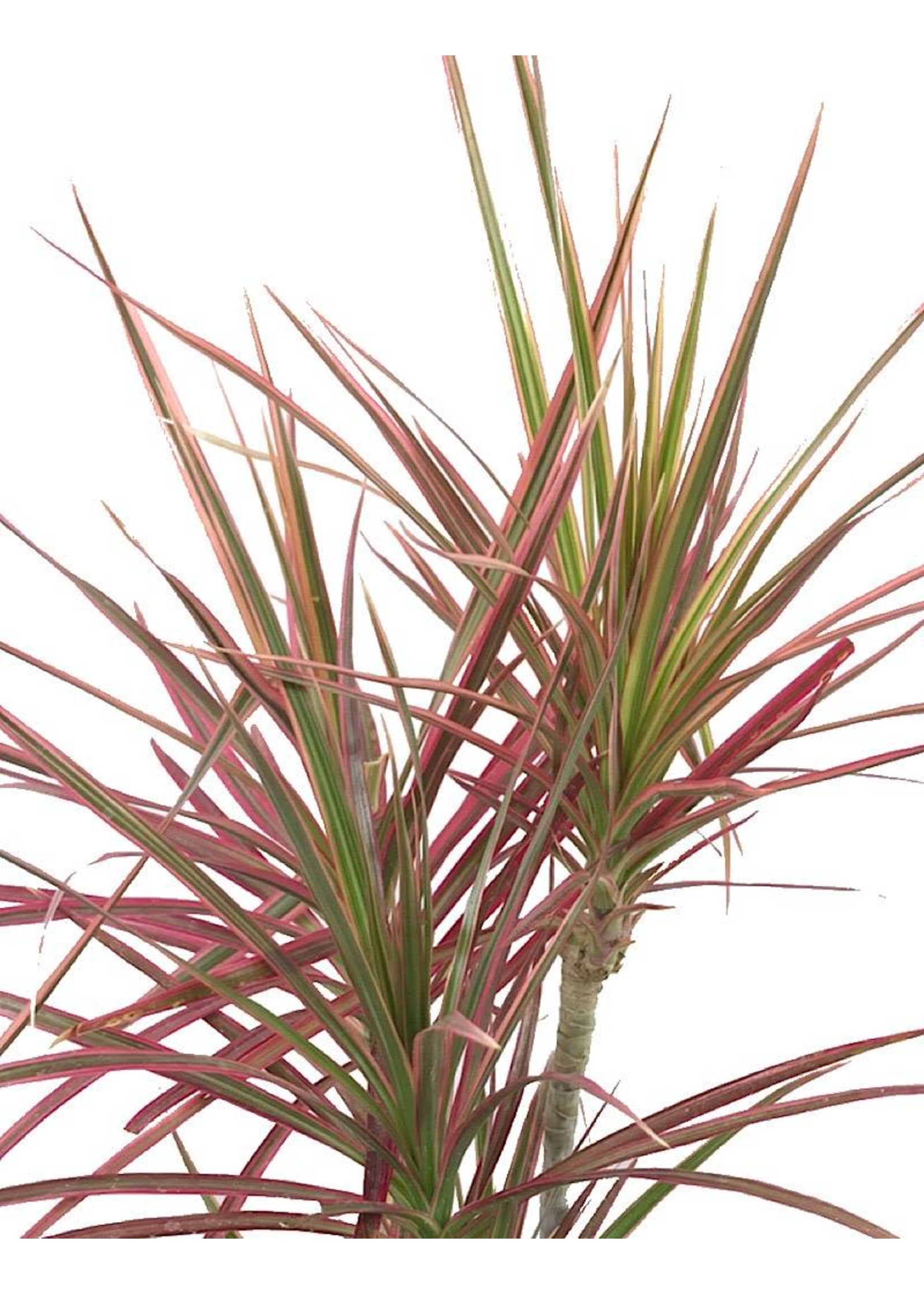 Dracaena marginata 'Colorama' 6 inch