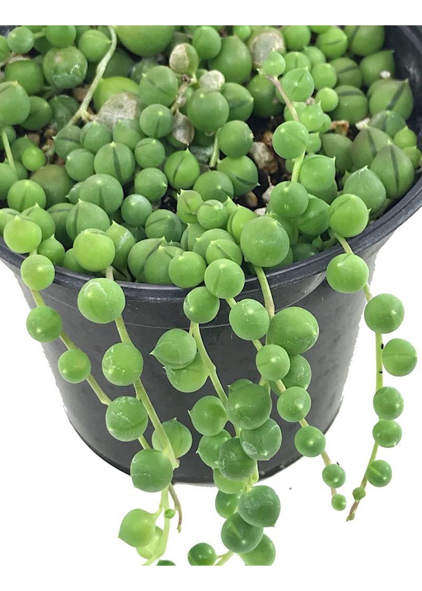 Senecio rowleyanus 'String of Pearls' 4 Inch