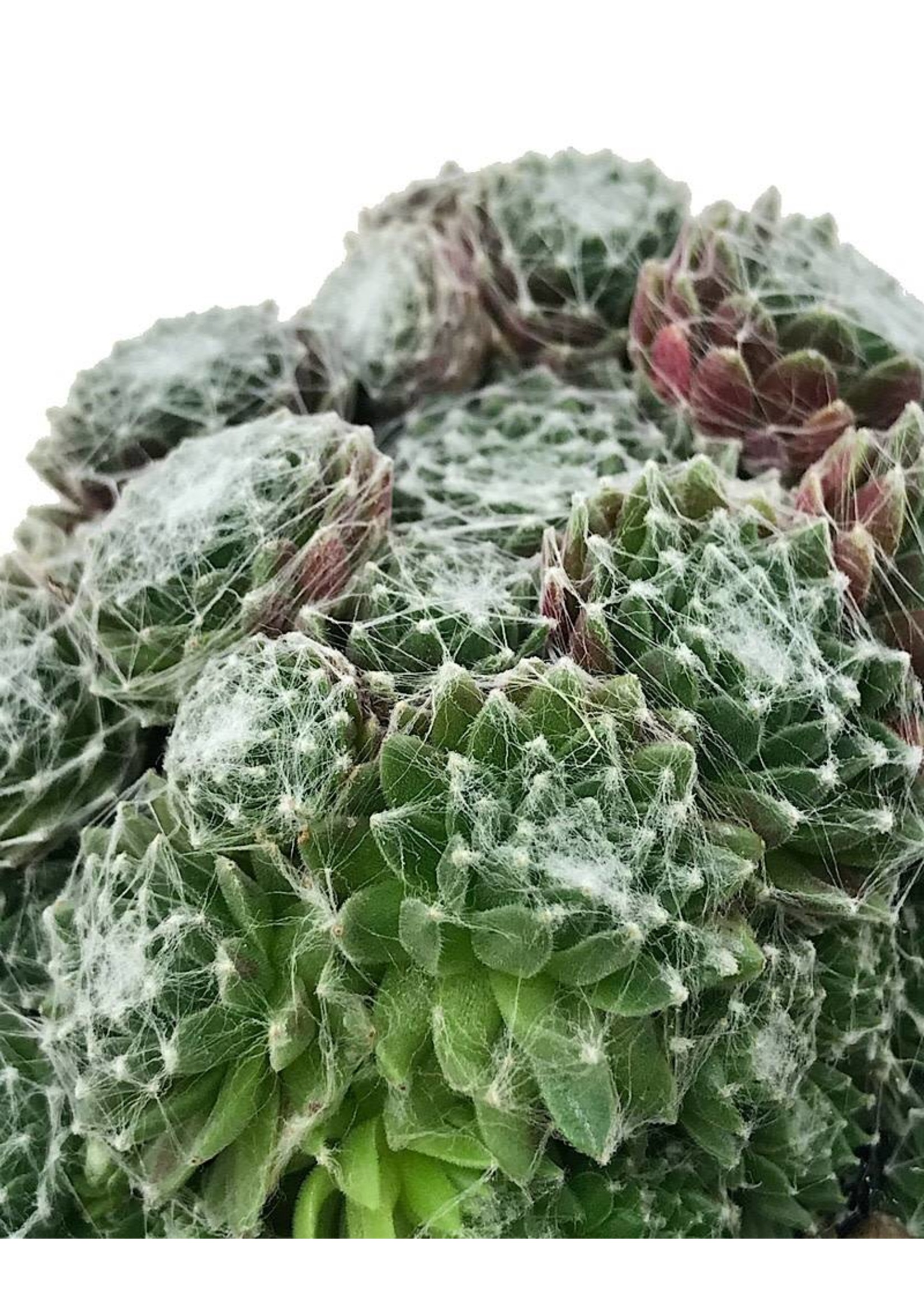 Sempervivum 'Spumanti' 4 Inch