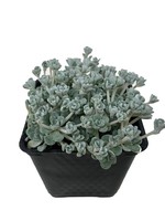 Sedum spathulifolium 'Cape Blanco' 4 Inch