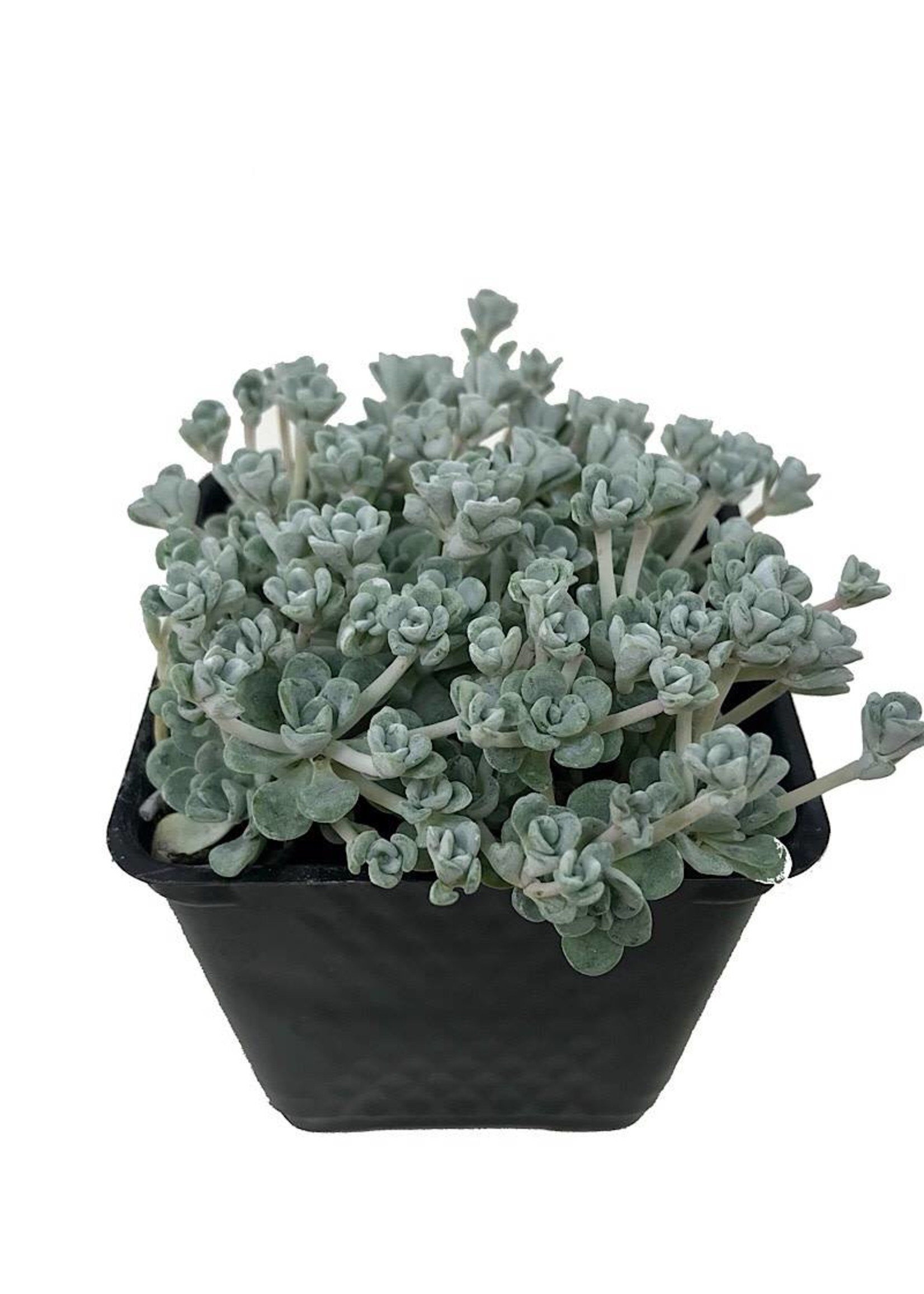 Sedum spathulifolium 'Cape Blanco' 4 Inch