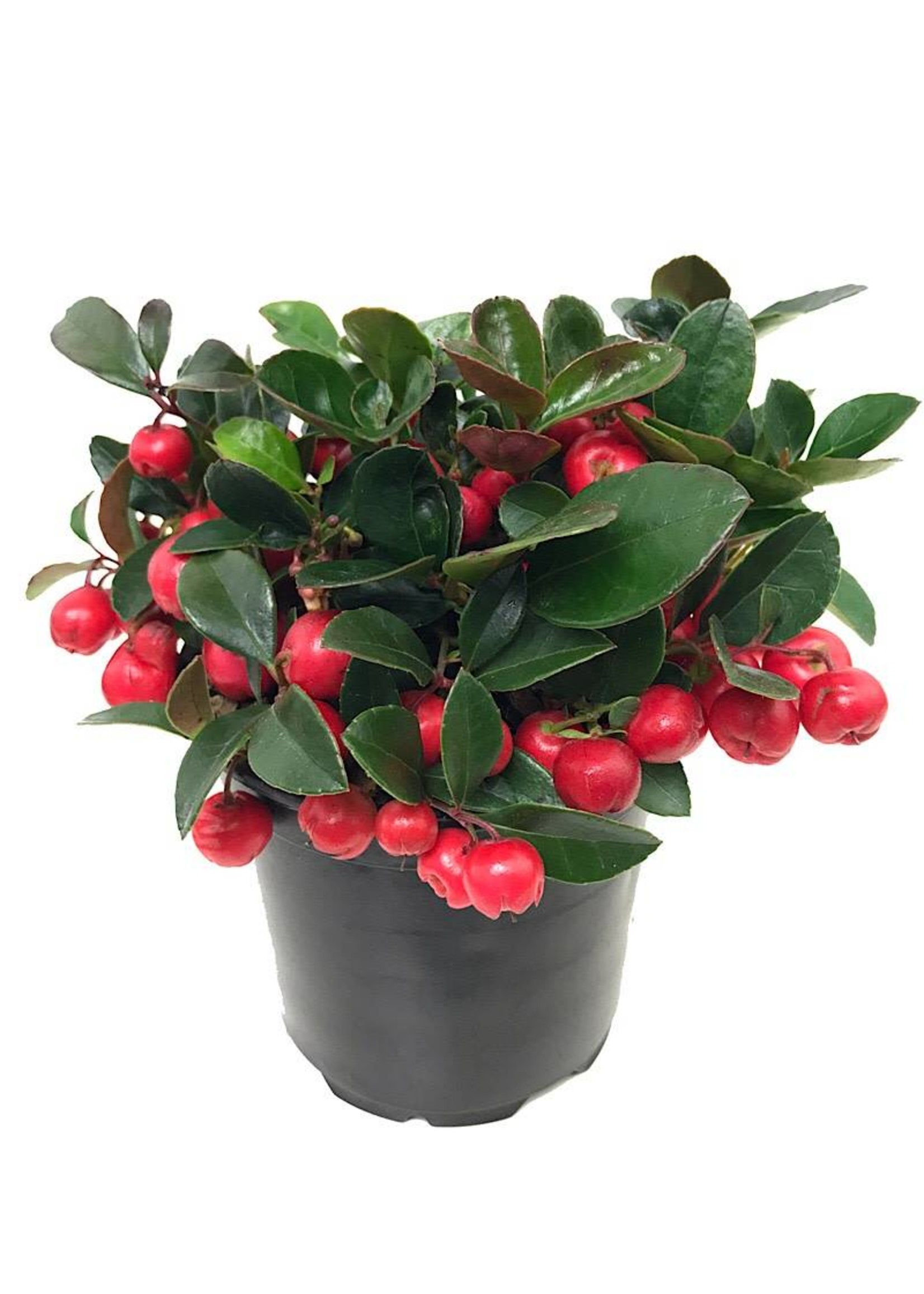 Gaultheria Procumbens