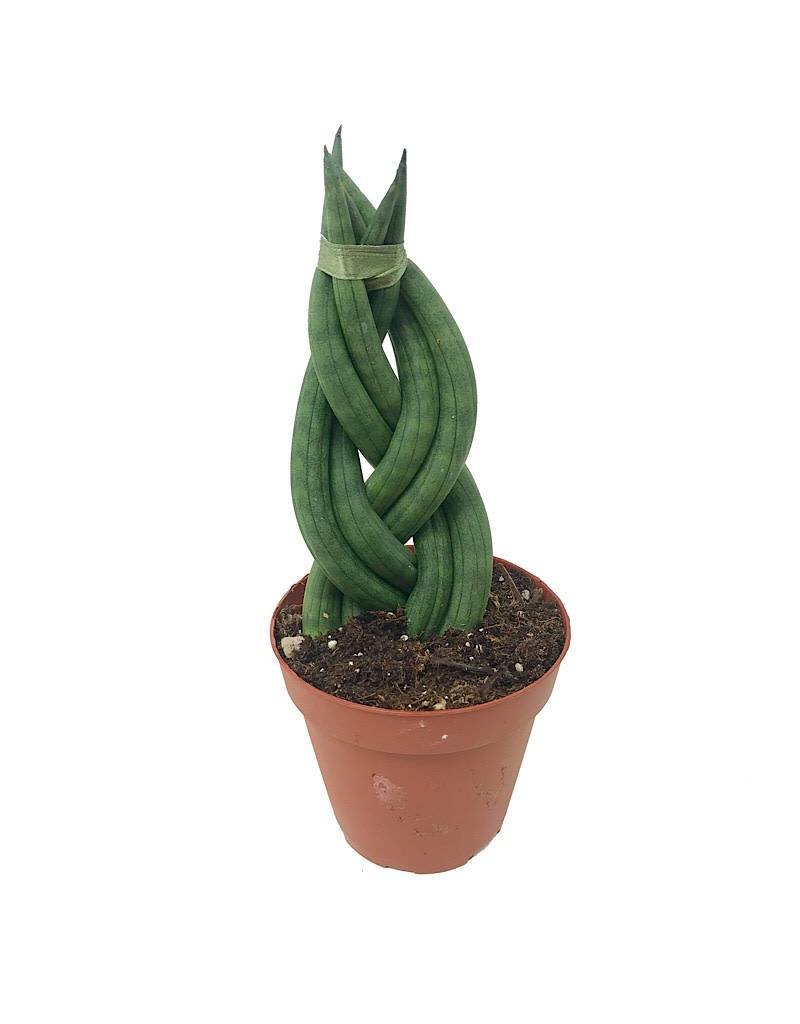 Sansevieria Cylindrica Braid 4 Inch The Garden Corner