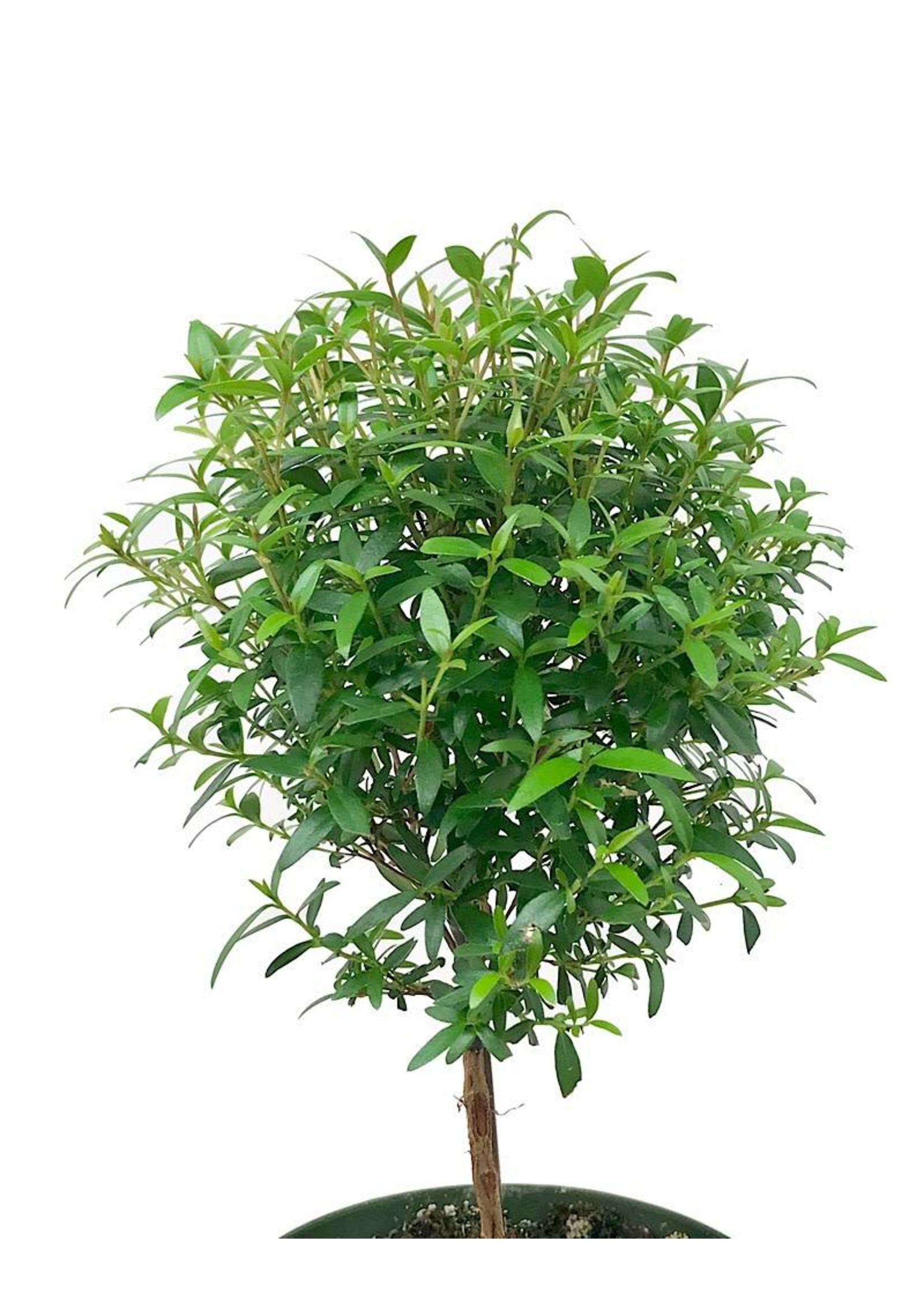 Myrtle communis 'Ball Topiary' 4 Inch