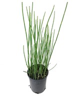 Equisetum hyemale 1 Gallon