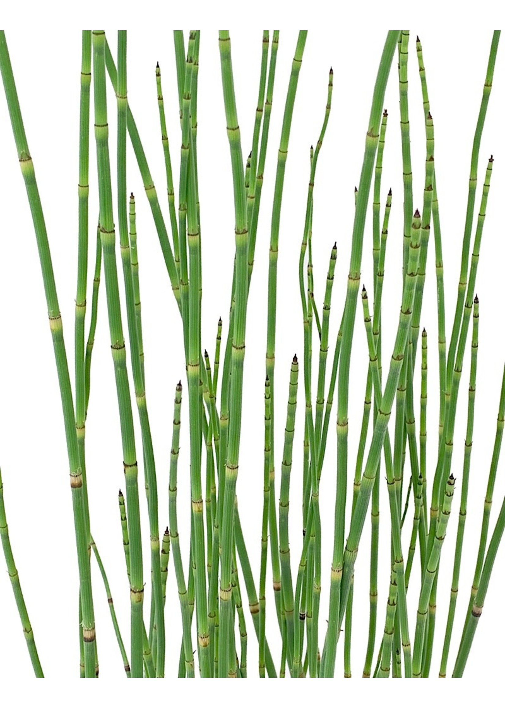 Equisetum hyemale 1 Gallon