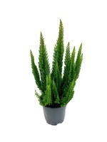 Calluna vulgaris 'Stockholm' 4 Inch